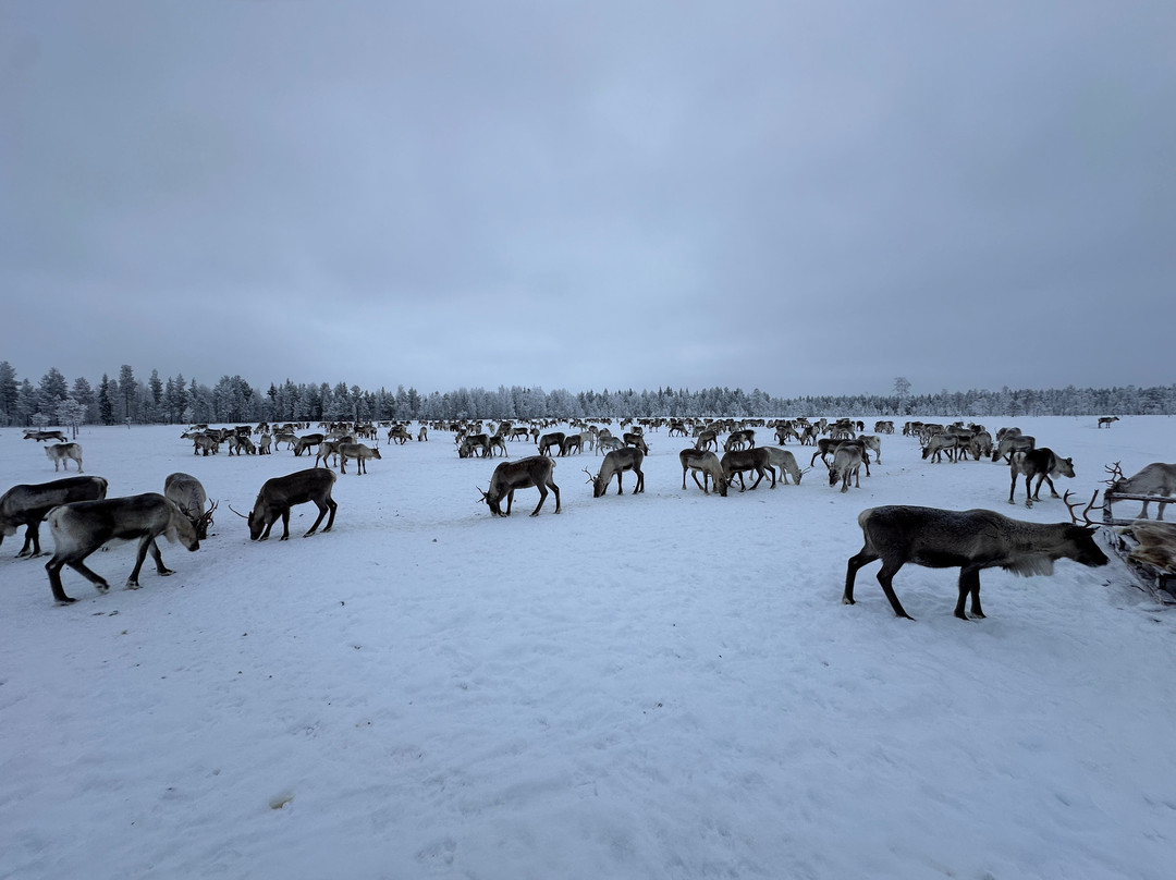 LIVING WITH REINDEER TOURS-Sodankyla必去景点
