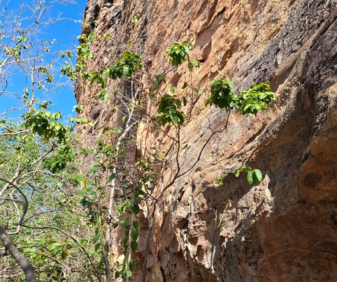 卡皮瓦拉山国家公园-Serra da Capivara National Park必去景点