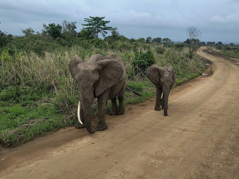 Mikumi Car Rental Safaris-Dar es Salaam必去景点