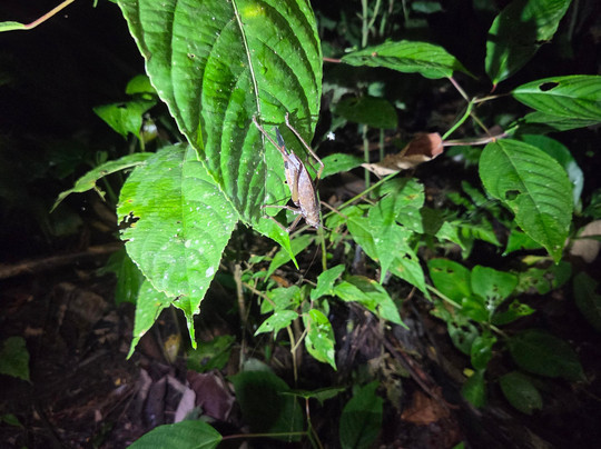 Peru Amazon Expeditions-Manu必去景点