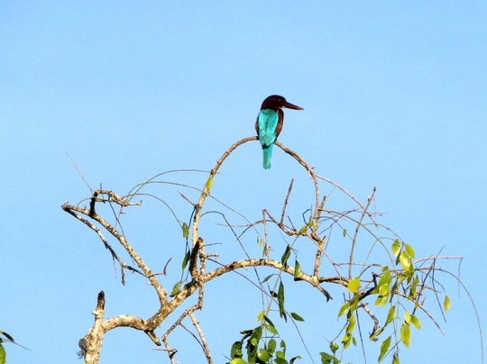 Blue Wild - Yala主图