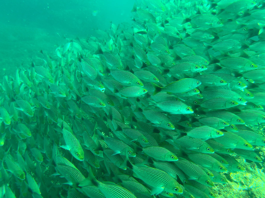 SCUBA Diving at Summer Salt Dive Center-Playas del Coco必去景点