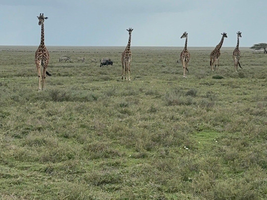 Tanzania Specialist-阿鲁沙必去景点