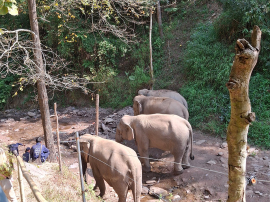 Mekong Elephant Park-北宾必去景点