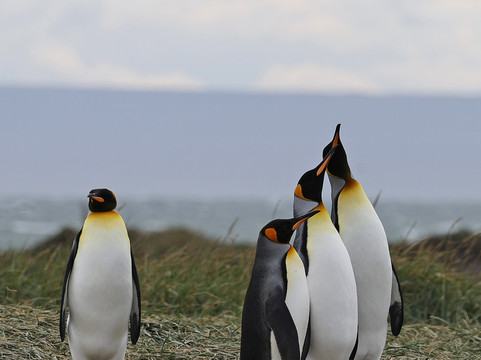 Far South Expeditions-蓬塔阿雷纳斯必去景点