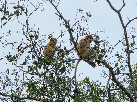 Brunei River-斯里巴加湾必去景点