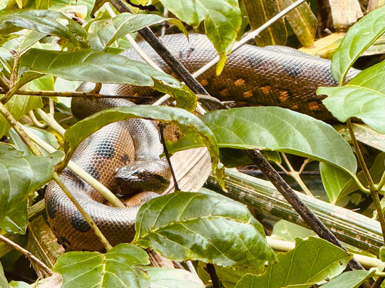 Cuyabeno Dolphin Lodge-Cuyabeno Wildlife Reserve必去景点