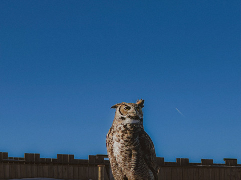 AdlerBühne Ahorn-玛莉霍芬必去景点