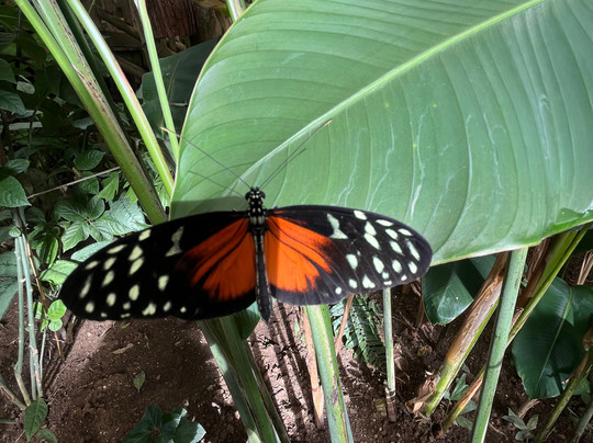 贝纳尔马德纳蝴蝶公园-班纳玛德纳必去景点