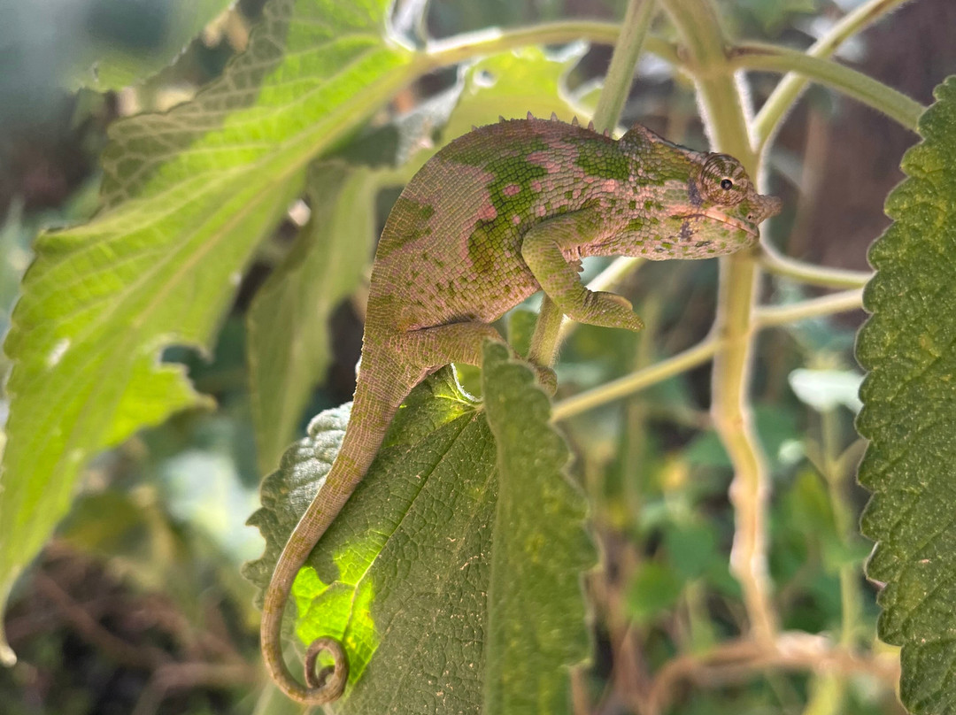 Usambara  Adventures-卢绍托必去景点