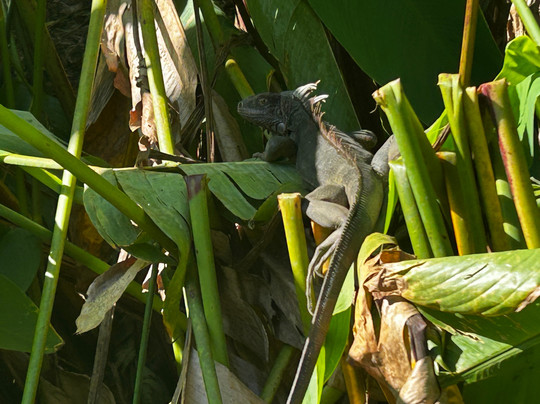 Sierpe - Ever Green-Sierpe必去景点