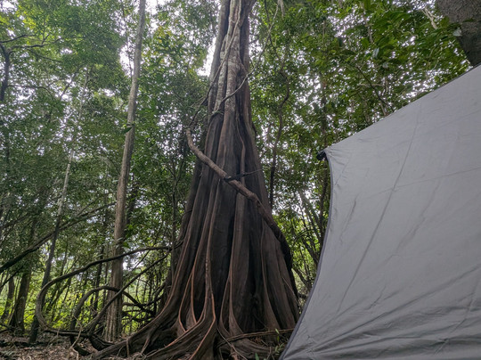 Amazon Brasil Jungle Tours-玛瑙斯必去景点