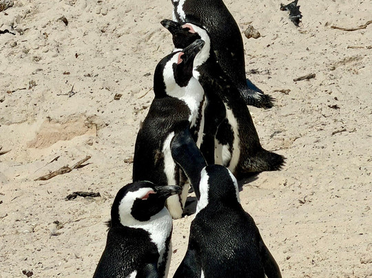 Cape Sidecar Adventures-开普敦中心区必去景点