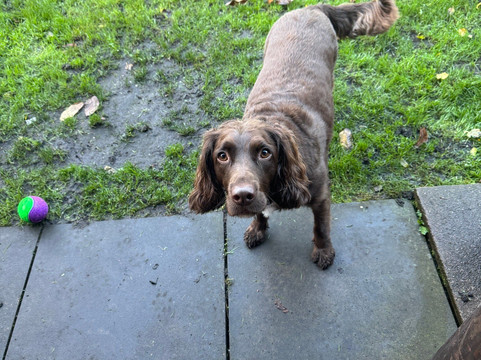 The Oak and Ivy at Burton