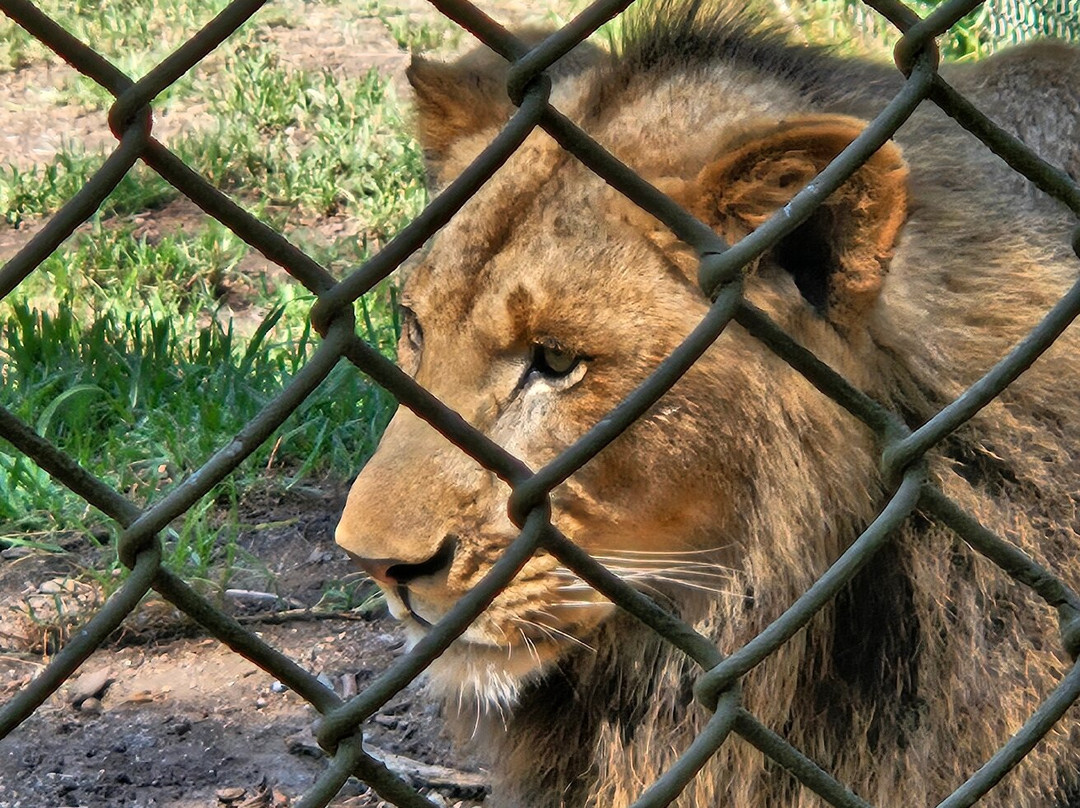 Mogo Wildlife Park-Mogo必去景点