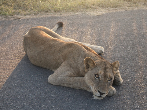 SAFARI, DRIVE & DIVE TOURS-Inhambane必去景点