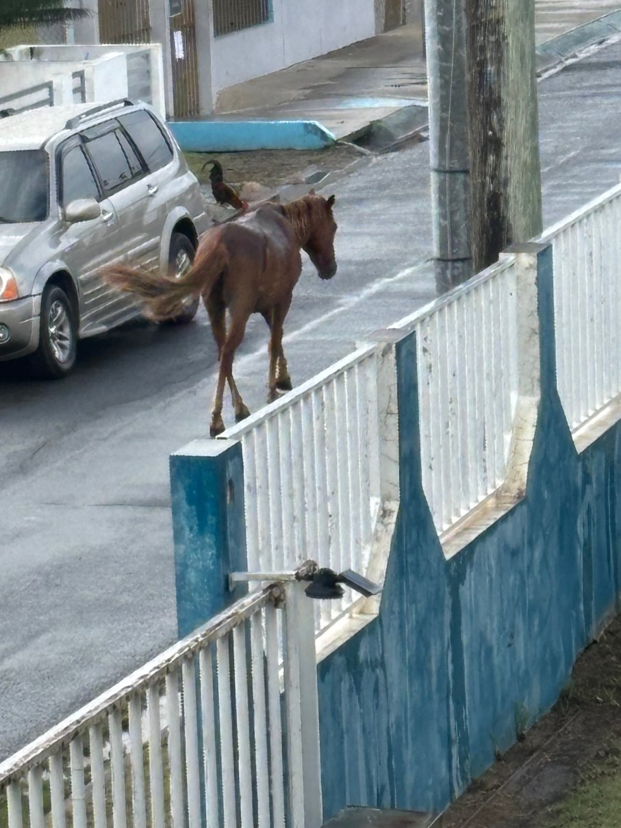 Coco Loco Guesthouse-官方