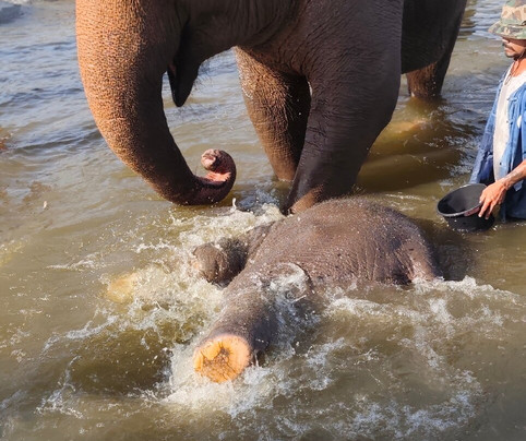 Living Green Elephant Sanctuary-清迈必去景点
