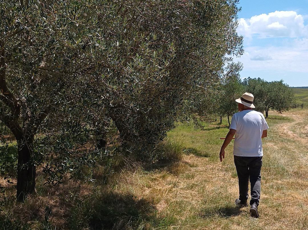 Olivo Pampa-Santana do Livramento必去景点