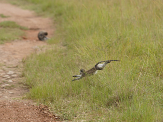 Gorillas and Wildlife Safaris-布恩迪难以穿越的国家公园必去景点