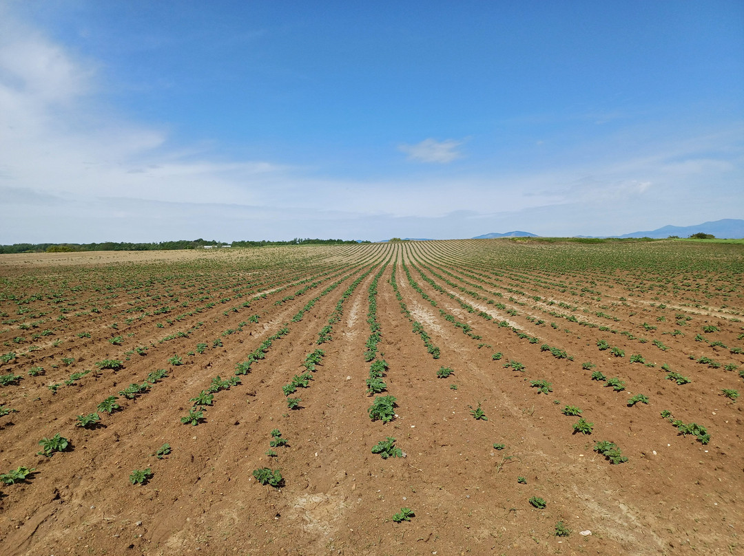 Via Francigena Tappa 37 Acquapendente - Bolsena-Acquapendente必去景点