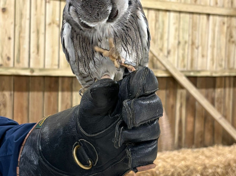 Screech Owl Sanctuary & Animal Park-St Columb Major必去景点