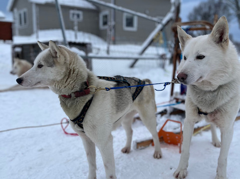 Senja Husky Adventure-Senja必去景点