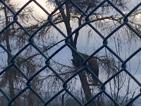 The Scottish Deer Centre-库珀必去景点