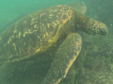Kicker Rock-Puerto Baquerizo Moreno必去景点
