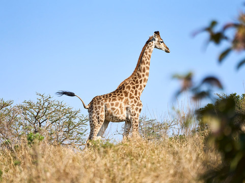 Olivewood Wildlife Estate & Golf Club-东伦敦必去景点