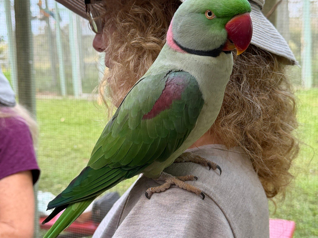 Parrots in Paradise Sanctuary-基亚拉凯库亚必去景点