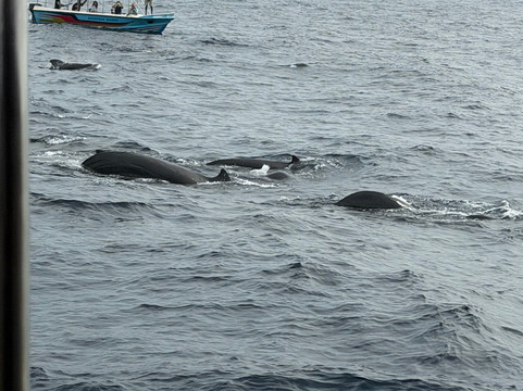 Whale Watching Chaminda-美蕊沙必去景点