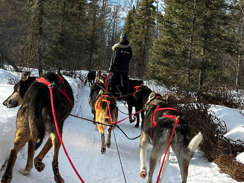 Chilly Dogs Sled Dog Trips-伊利必去景点