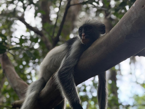 ZANZIBAR PRIVATE TOURS-孥归必去景点
