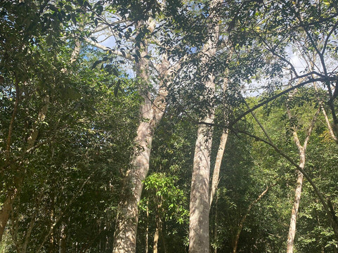 Mexico Highlights-奇琴伊察必去景点