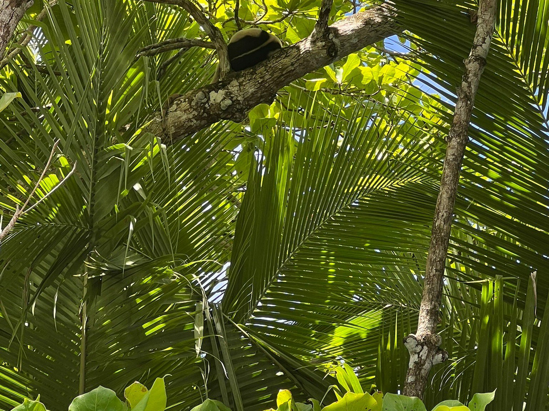 Sierpefrogs-Sierpe必去景点