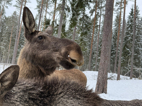 Varmlands Moose Park-Eksharad必去景点
