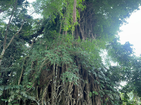 Millennium Tree (Balete tree)-Maria Aurora必去景点
