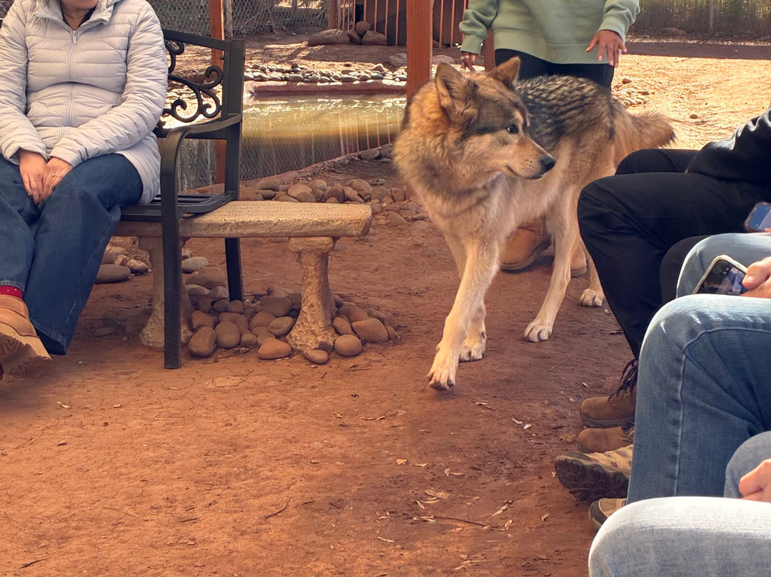 Sedona Wolf Sanctuary-Rimrock必去景点