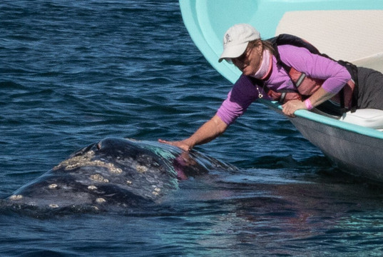 Baja Ecotours-San Ignacio必去景点