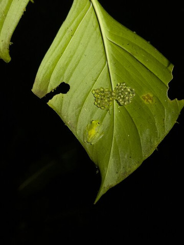 Rainforest Chronicles-希门尼斯港必去景点