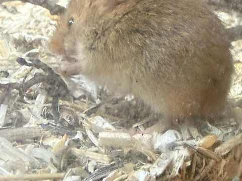 Northumberland Zoo-莫佩思必去景点