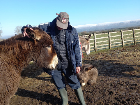 Barnhill Donkeys Retreat Sleagill