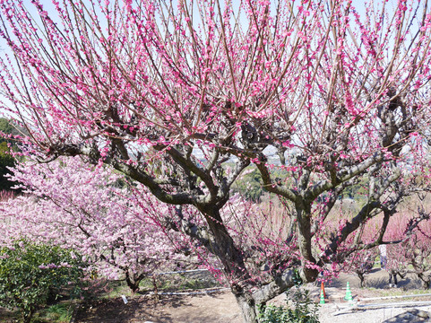 Fukoji temple-大牟田市必去景点