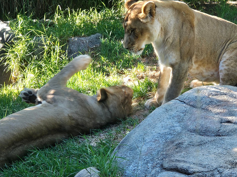 珀斯动物园-南珀斯必去景点