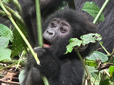 Empirical Tour and Travel Ltd-吉塞尼必去景点