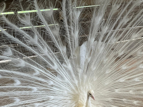 Hacienda Orosi-奥罗西必去景点