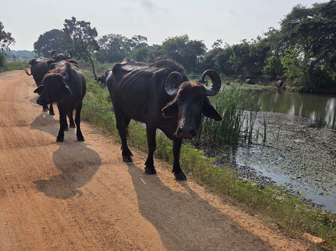 Yala Savanna Leopard Lodge