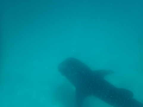 Afro Whale Shark Safari-马菲亚岛必去景点