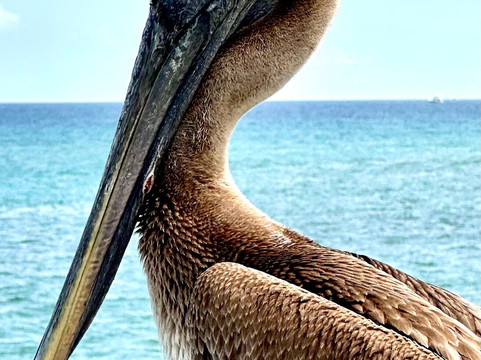 Boynton Inlet-博因顿海滩必去景点